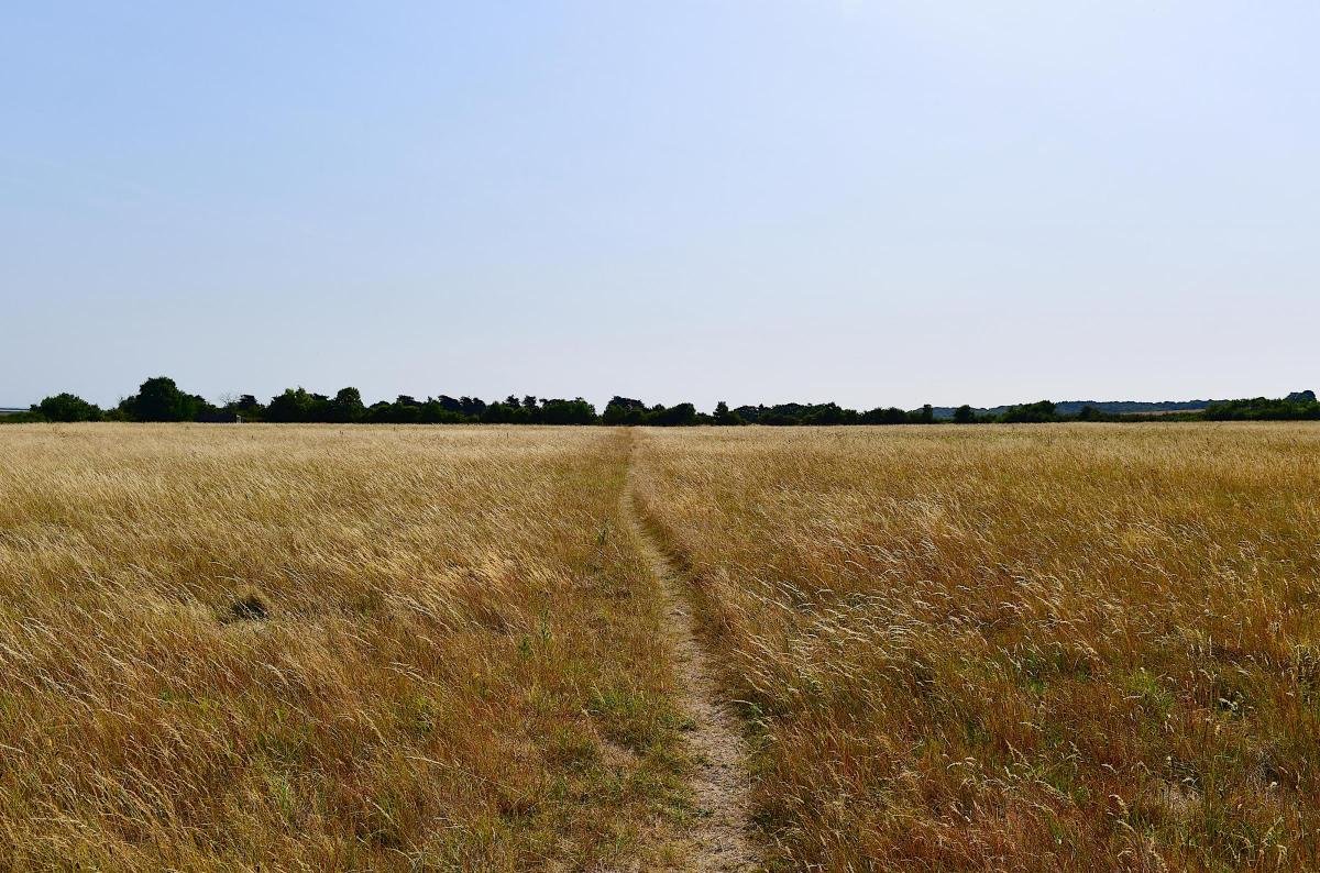 A mown path running through long golden summer grass across the site of Branodunum Roman fort