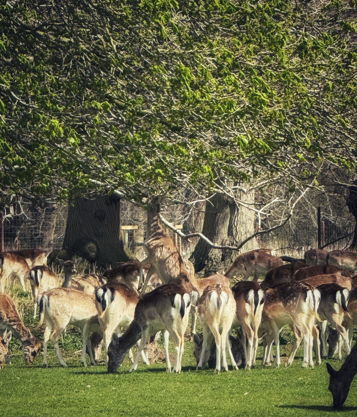 A fallow deer reared up on its hind legs against a tree, reaching to strip leaves from a branch at Holkham