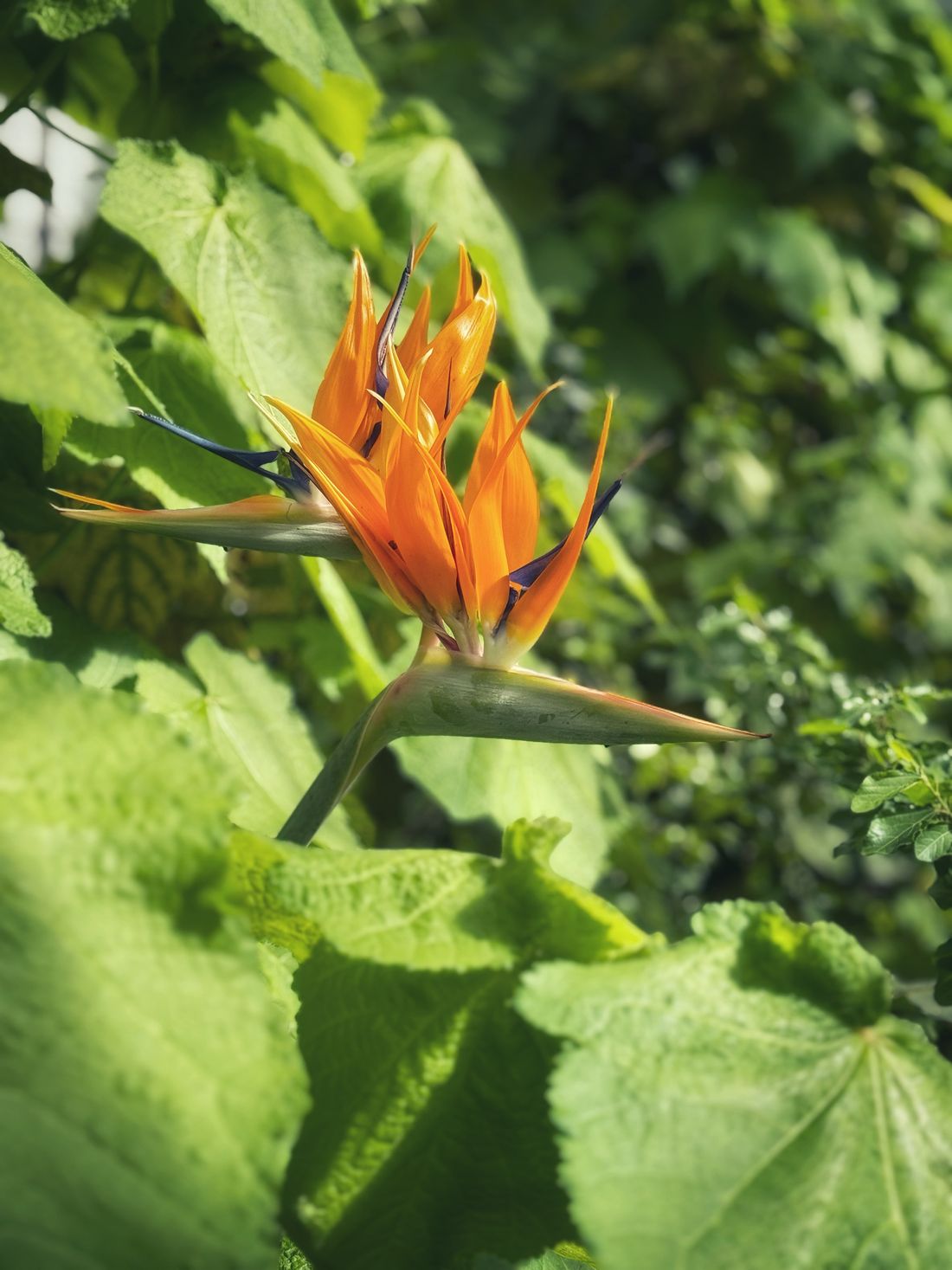 A bird of paradise flower in bloom, its orange and blue petals lit by the sun, in the Holkham greenhouse