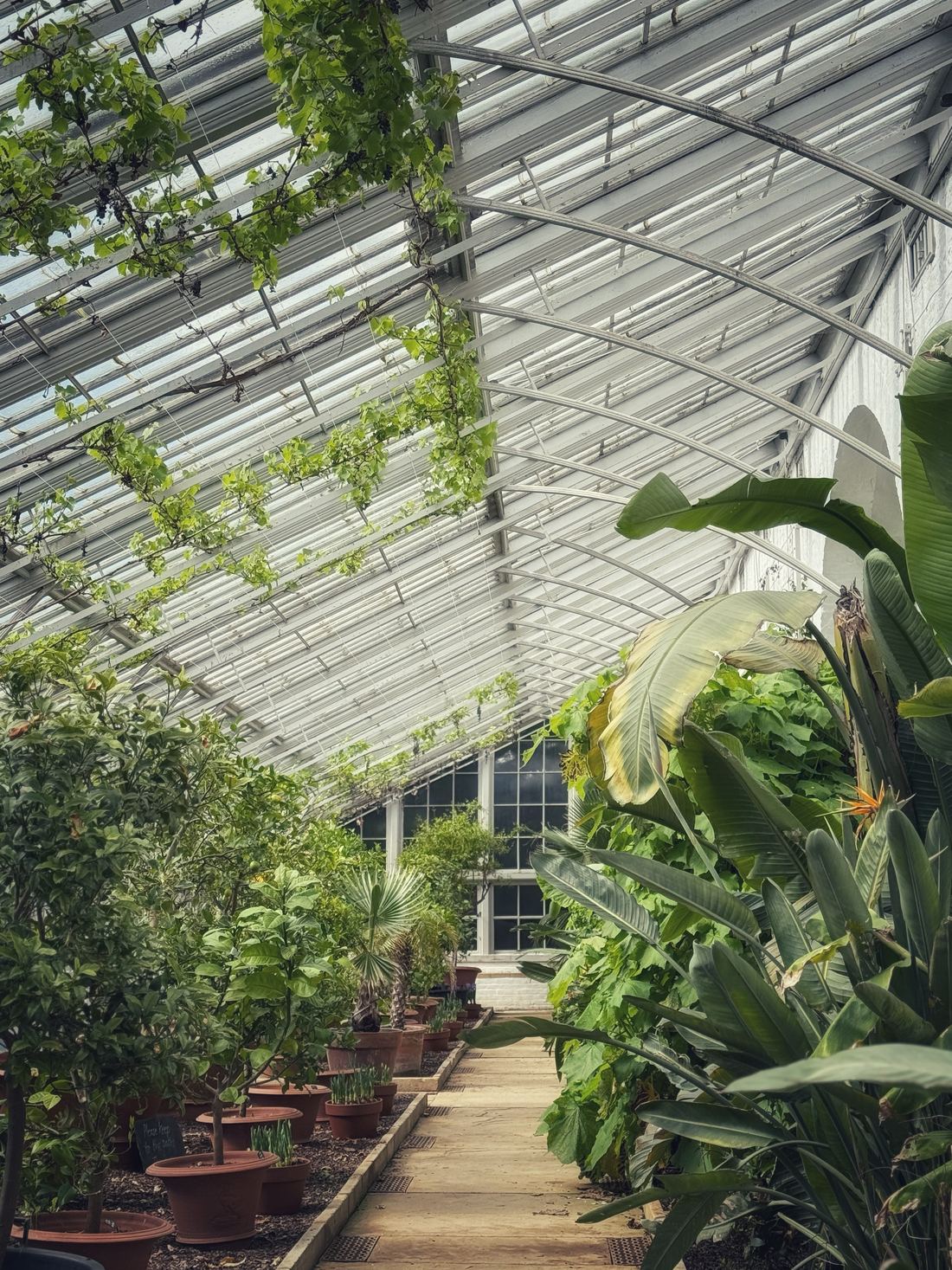 Interior of the Victorian greenhouse at Holkham, with grapevines along the roof and tropical plants lining the path