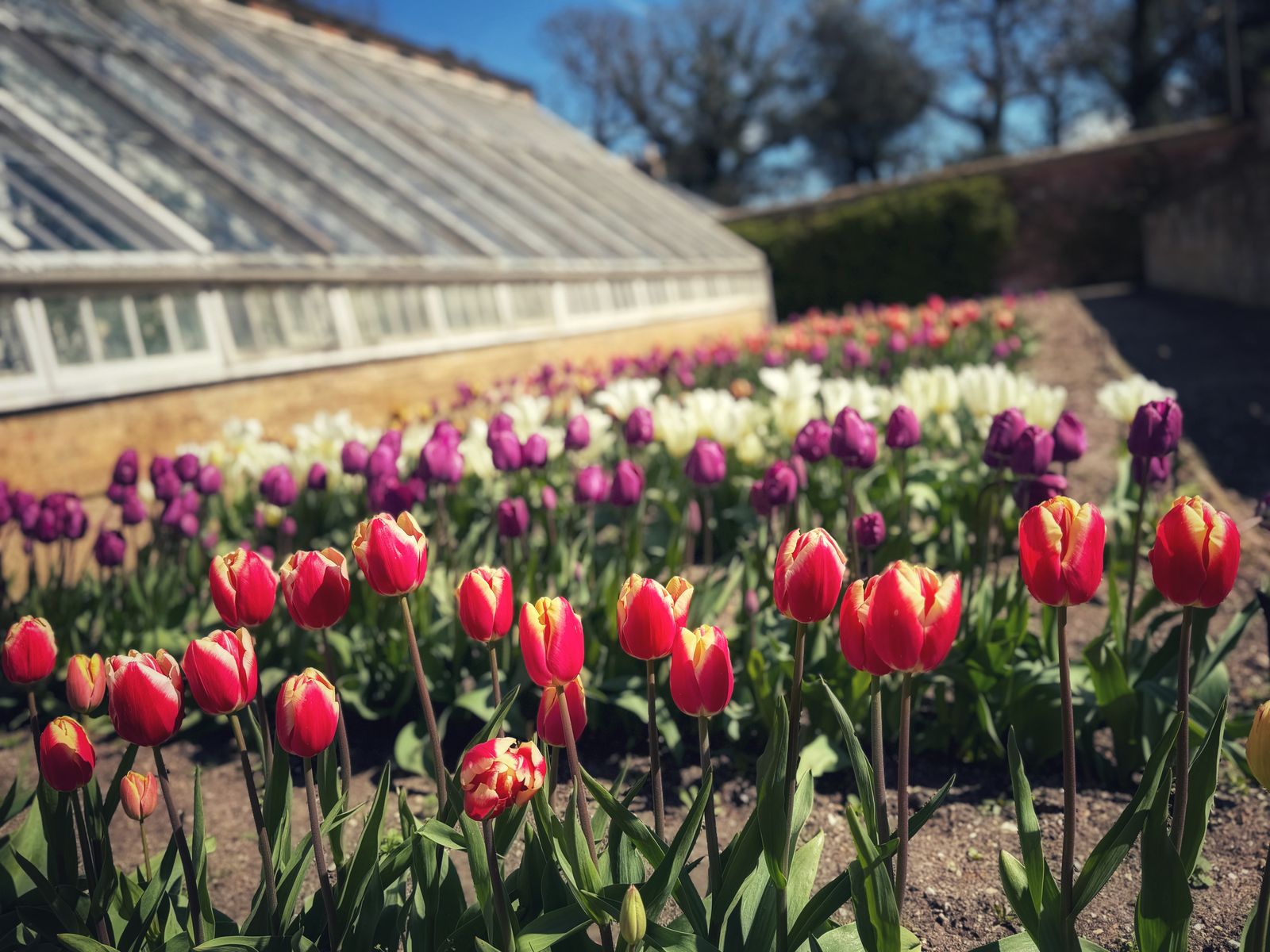 Beds of red, purple and white tulips in front of a Victorian greenhouse in the Holkham walled garden
