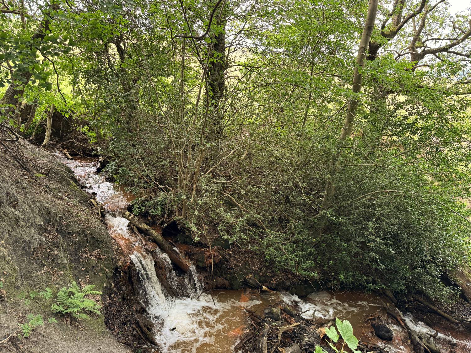 A small waterfall running rust orange through green woodland